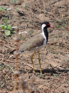 Birds at Yala