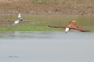 Birds at Yala Eagle fire and hunt fish