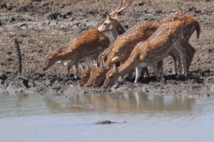 Croc watching dinner at Yala